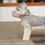 Breathable Environmental Protection Dog Muzzle for Puppies to Prevent Biting 2