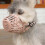 Breathable Environmental Protection Dog Muzzle for Puppies to Prevent Biting 3
