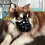 (S) Dog Muzzle Basket Dog Muzzles Humane Cage Mouth Cover for Prevents Biting Great 2