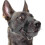 (XXL, Black) Durable Muzzle for Large Dogs, Soft Nylon Training Collar with Breathable Design 1