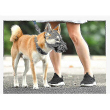 (L) 2025 Dog Muzzle Breathable Basket Muzzle