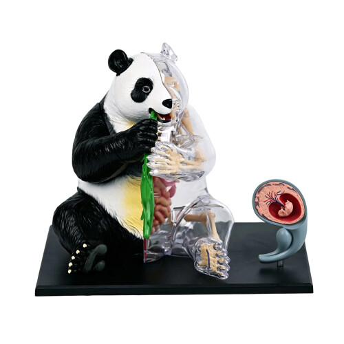 Jouet de Dissection de Panda en plastique de haute qualité,