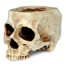 Small Decorative Skull Pot Great For Cultivating dry-White