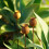 Gartenkunst, rostiges Finish, Eisen-Rasenornament, 5
