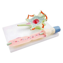 Neuronal Model Neuron Anatomy Model for Teaching Science Education Biomedical Instrument Model 3309 Neuron Cell Model
