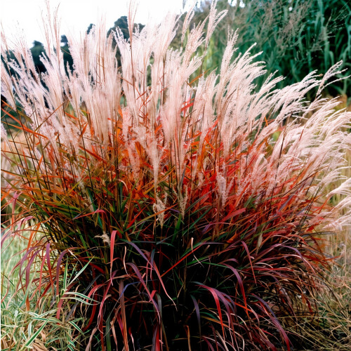 Miscanthus sinensis Dronning Ingrid 2L