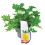 Lemon Scented Geranium - Pelargonium Citronella Geranium in a 12cm Pot 1