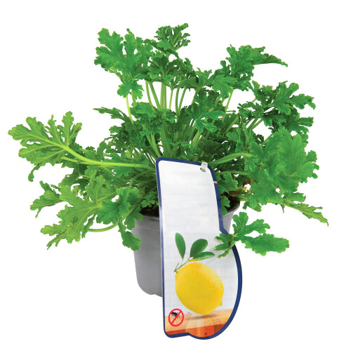 Lemon Scented Geranium - Pelargonium Citronella Geranium in a 12cm Pot