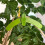 15Pcs Adjustable Plant Branches Bender Fixator Reuseable Branch Puller Twig Fixing Clamp Bonsai Modelling Tool Garden 5