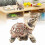 Feng Shui Golden Elephant Small Statue 4