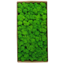 Preserved Moss for Wall Art Craft