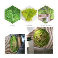 Preserved Moss Bulk for Art Decor