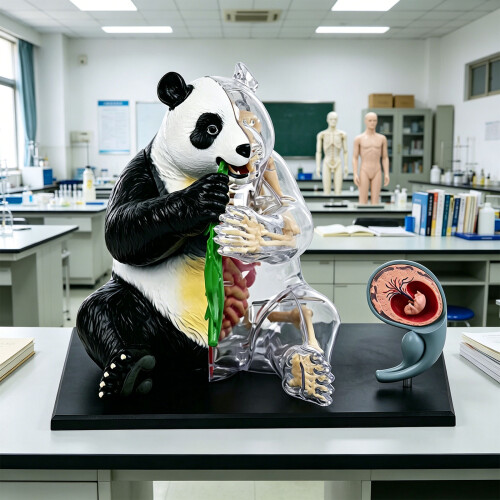 Educational Panda Anatomy Model For Medicals Teaching And 1