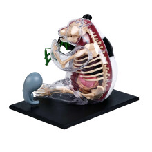 Fun Learning Tool With Assembled Panda Model For Kids And