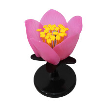 1:1 Scale Magnified Peach Blossom Model For Classroom Teaching