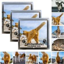 (3PCS, -) Calendario pared gato divertido 2026, regalo broma amantes felinos