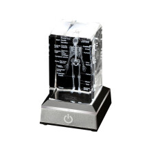 Modello di Scheletro Umano Regalo di Anatomia Modello di Scheletro di Cristallo Statua Medica per Medico Osseo Articolo per Studenti di Medicina