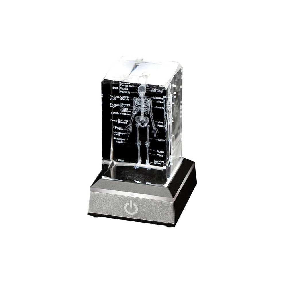 Wella Elements Human Skeleton Model Anatomy Gift Crystal Skeleton Model Medical-Statue Bone Doctor Item For Medical Students