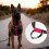Hundegeschirr-Weste, Trainingsgeschirre, robuste,-Blau XL 7