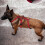 Hundewestengeschirr, dekorative Trainingsweste-Dunkles Khaki M 5