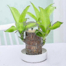 (8cm with buds) Direct from the base, Brazilian Lucky Bamboo Plant, Indoor Water Cultivated Desk