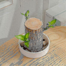 (only White ceramic pot) Direct from the base, Brazilian Lucky Bamboo Plant, Indoor Water Cultivated Desk