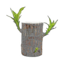 (6cm with buds) Rechtstreeks van de basis, Braziliaanse geluksbamboeplant, geschikt voor binnenkweek in water.