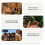 Google Google Pixel 9A 5G 256 GB (8 GB RAM) Iris TW/US 3