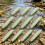 12PCS High Visibility Glow Floating Bread Worm Baits-Milchweiß 6