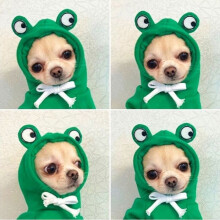 Kleiner Hunde-Hoodie, warmer und niedlicher Pullover mit Fruchtmotiv, Haustierkleidung, Hoodie