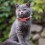 Cat collar - Not specified - Pack of 2 - Adjustable 22-29 cm - Safety buckle - Checkered pattern 2