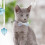 Cat collar - Not specified - Pack of 2 - Adjustable 22-29 cm - Safety buckle - Checkered pattern 3