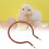 Circular Replacement Heater for Incubator 200W 3