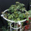 Plastic Coated Steel Plant Trellis 95cm 9