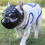 (Black, M) Bite-proof muzzle for short-snout breeds, soft silicone for aggressive dogs 1