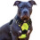 Anti-Pull Harness - BIGILANTUH - M - Reflective - Breathable - Durable 1