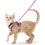 Cat harness - Reflective - Adjustable - Size S - Sky blue 1