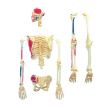 Mini Human Skeleton Model with Removable Arms And Legs for Doctors, Students