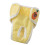 Pantalon réutilisable pour chien S motif ananas polyester 1