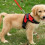 CHANGM Anti-Pull Dog Harness - Red - Stylish and Breathable Design 1