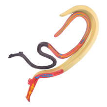 Schistosoma Modell Tier Anatomisches Lehrmodell Für Unterricht