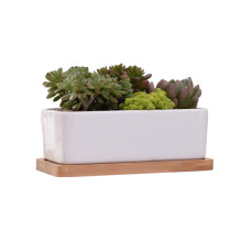 2St Stijlvolle Groene Succulentenpot Van Bamboe En Hout