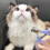 GUE Cat/Dog Nail Clipper, Does Not Cut Veins GU345 3