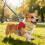 Soft Meshes Dog Harnesses Leashes Breathable-Emerald green M 5