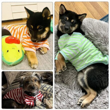 Striped dog T-shirts, breathable pet clothing, dog sports shirts, casual style