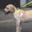 Reflective Dog Collar - BRAND - Adjustable - Soft Nylon - Secure - Green 4
