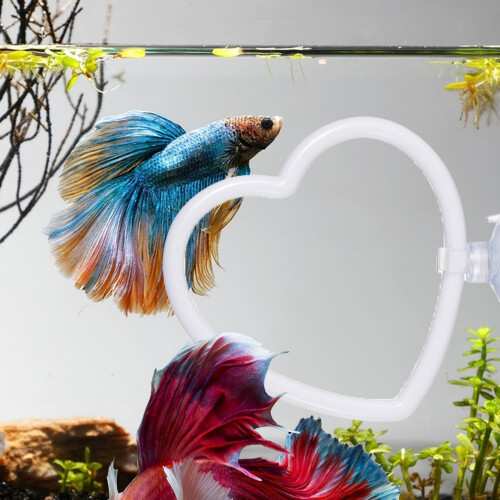 Suction Cup Mounted Exercise Rings For Fish Tanks-heart shape