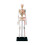 Mini Human Skeleton Model with Removable Arms And Legs for Doctors, Students 1