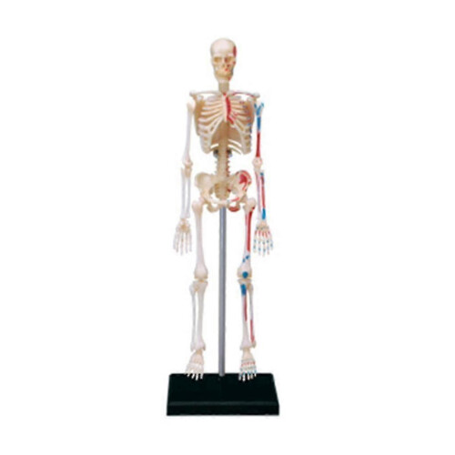 Mini Human Skeleton Model with Removable Arms And Legs for Doctors, Students