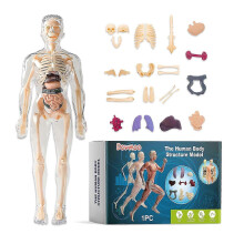 Detachable Human Body Structure Model - Educational Anatomy Toy for Kids, Interactive, Durable, and Realistic Human Anatomy Learning Tool for Classroo